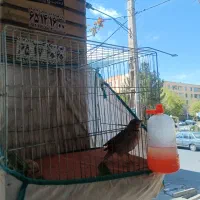 جوجه خاکی  ریزه خون