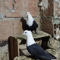 کلاغ کاکولی یا کله سفید کربلایی