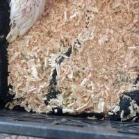 جوجه عروس هلندی|پرنده|اندیمشک, |دیوار