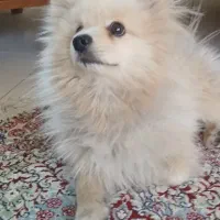 سگ پامر روباهی