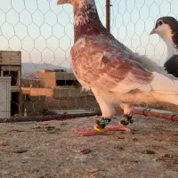 گرفتنی|پرنده|سبزوار, کهنه آب|دیوار