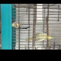 عروس هلندی جفت