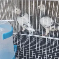 جفتگاه درجه یک