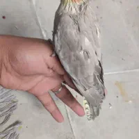 یک عدد عروس هلندی