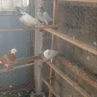 کبوتر پرشی|پرنده|فومن, |دیوار