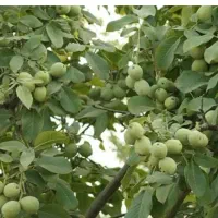 فروش نهال گردو تضمینی درنهالستان قنبری|گل و گیاه طبیعی|ارومیه, |دیوار