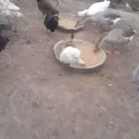 بوقلمون و غاز|حیوانات مزرعه|سیاهکل, |دیوار