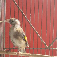 سهره نر|پرنده|اصفهان, محله سفلی|دیوار