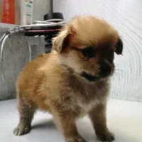 سگ اشپیتز پامر