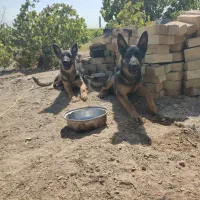 توله سگ ژرمن شپرد اصیل شناسنامه دار|سگ|الوند, |دیوار