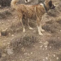 سگ  گله