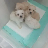 سگ و گربه فانتزی