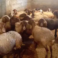 22 راس میش و بره درجه یک مالچه|حیوانات مزرعه|دینور, |دیوار