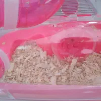 همستر مینیاتوری|موش و خرگوش|کرج, شهرک رازی (حصارک)|دیوار