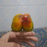 جوجه طوطی برزیلی 4 ماهه