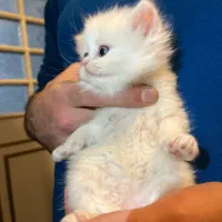 گربه بریتیش|گربه|ارومیه, |دیوار