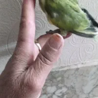 جوجه مرغ عشق و جوجه کوتوله|پرنده|نیشابور, فردوسی جنوبی|دیوار