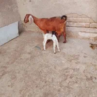فروش فوری