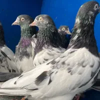 سلاره|پرنده|بندرعباس, |دیوار