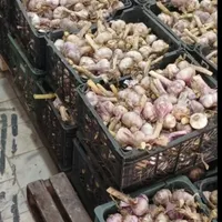 جهت سرت کردن و بسته بندی سیر در سبد5کیلویی|استخدام صنعتی، فنی، مهندسی|همدان, |دیوار