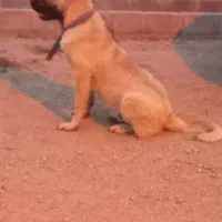 توله سگ سرابی