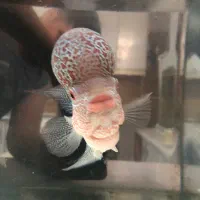 ماهی فلاور هورن درجه یک خارجی تایلندی|ماهی|خرمآباد, |دیوار