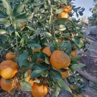 فروش انواع نهال مرکبات گلدانی|گل و گیاه طبیعی|عنبرآباد, |دیوار