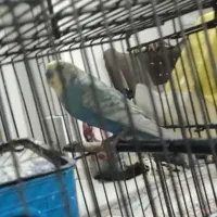 مرغ عشق نر رنگین کمونی|پرنده|تهران, افسریه جنوبی|دیوار