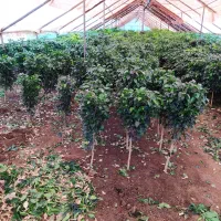 فروش گل بنجامین