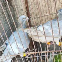 کبوتر خطی|پرنده|شیراز, ریاستی|دیوار