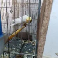 عروس هلندی روی تخم