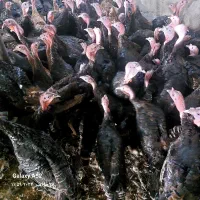 فروش بوقلمون برنز نر و ماده و جوجه بوقلمون