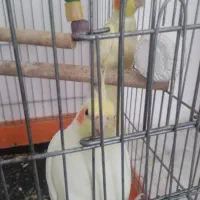 جفت عروس هلندی