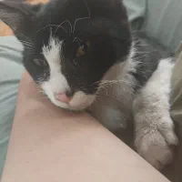 واگذاری بچه گربه ۲ ماهه