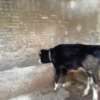 گاو سیمینتال همراه گوساله|حیوانات مزرعه|بروجرد, |دیوار