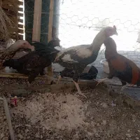 تعدادی مرغ خروس به قیمت مناسب|حیوانات مزرعه|سراوان, |دیوار