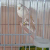 قناری رسمی بلند