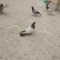 سینه سیاه، سینه مشکی، زاغ کاکلی|پرنده|مشهد, فارغ التحصیلان|دیوار