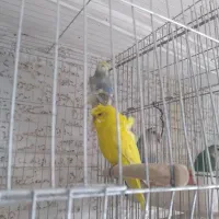 فروش فنج|پرنده|صدرا-فارس, فاز ۱|دیوار