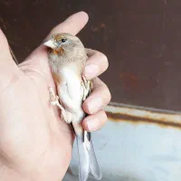 سهره و سهره قناری|پرنده|تهران, شهرک رضویه|دیوار