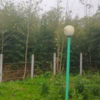 فروش گیاه بامبو خیزران در باغ|گل و گیاه طبیعی|سیاهکل, |دیوار