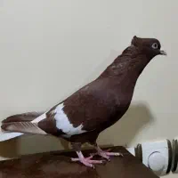 ماده سرخ دمسفید کبوتر