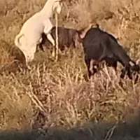 بزهای آبستن از نربز فرانسوی اصل شیری نربزکاموری|حیوانات مزرعه|گنبد کاووس, |دیوار