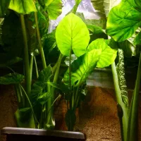 گل بابا ادم نژاد حاره ای برگ پهن( جاینت )|گل و گیاه طبیعی|نوشهر, |دیوار