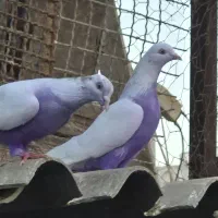 کبوتر پتی وآله وارداتی