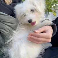 واگذاری|سگ|سیسخت, |دیوار