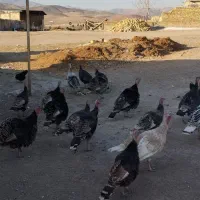 بوقلمون برنز