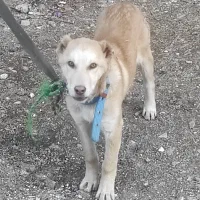 سگ نر|سگ|نورآباد, |دیوار