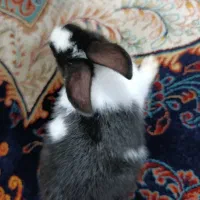 خرگوش یک ماه و نیمه|موش و خرگوش|آستانه اشرفیه, |دیوار