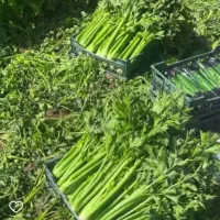 کارگر واسه صادرات